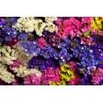 thumbnail image 4 of 50 Pacific Mix STATICE SINUATA Mixed Colors (Sea Lavender) Limonium Latifolia Flower Seeds, 4 of 11