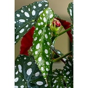 Begonia Maculata, Polka Dot Begonia - Pot Size: 3.5 - Shade Plants