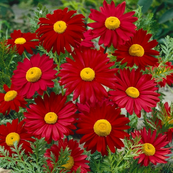 50 Robinson's Red Chrysanthemum Seeds Perennial Non Mix for Planting