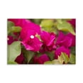 thumbnail image 2 of Gango Home Decor Contemporary Magenta Bougainvillea II by Karyn Millet (Printed on Paper); One 36x24in Fine Art Paper Giclee Print, 2 of 4