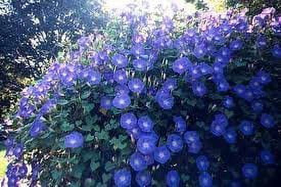 Seed Kingdom Morning Glory Heavenly Blue Flower Seeds, Perennial Fast Growing Climber