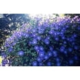 thumbnail image 2 of Seed Kingdom Morning Glory Heavenly Blue Flower Seeds, Perennial Fast Growing Climber, 2 of 2