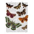 thumbnail image 3 of Fab Funky 20x24 Black Modern Framed Museum Art Print Titled - Moth Plate 2, 3 of 5