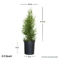 thumbnail image 2 of Expert Gardener Emerald Green Arborvitae (2.5 Quart) Evergreen Thuja Shrub - Full Sun Live Outdoor Plant, 2 of 7