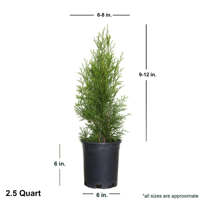 Expert Gardener Emerald Green Arborvitae (2.5 Quart) Evergreen