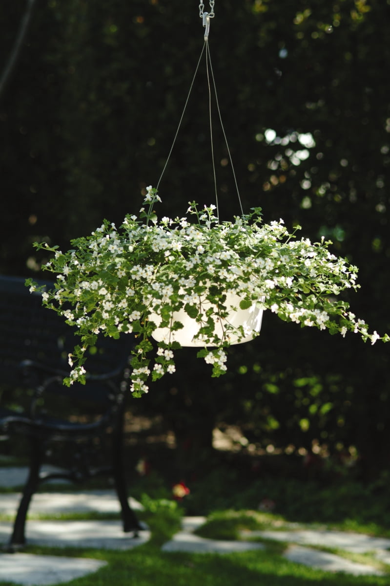Better Homes & Gardens 1QT Bacopa Megacopa White Annual Live Plant Full Sun