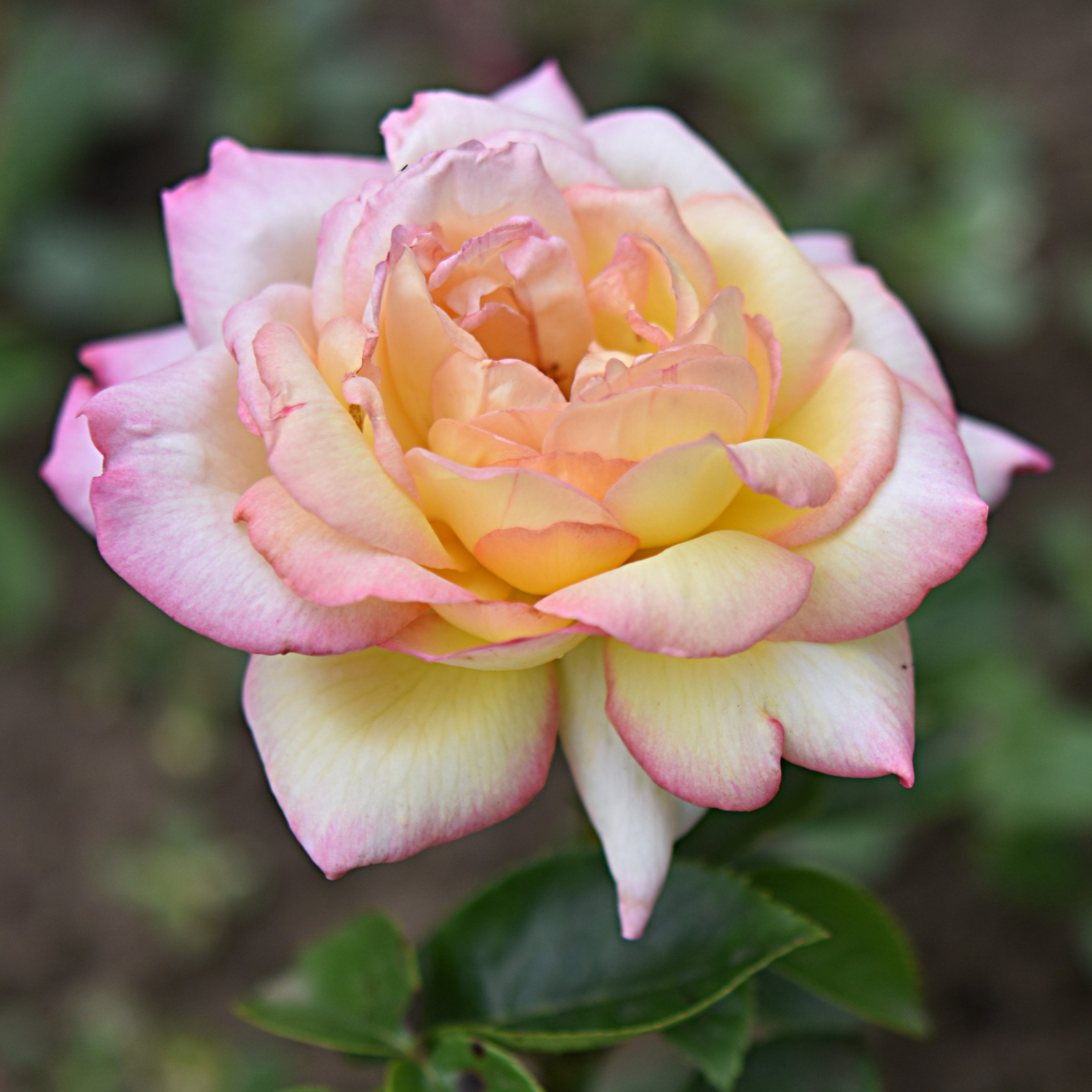 National Plant Network Bare Root Peace Rose