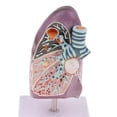 thumbnail image 4 of 2: 3 Modelo Reproducción de Patología de Estructura Pulmonar Exhibición para Enseñanza Médica Escolar Baoblaze Estatua humana del pulmón, 4 of 8