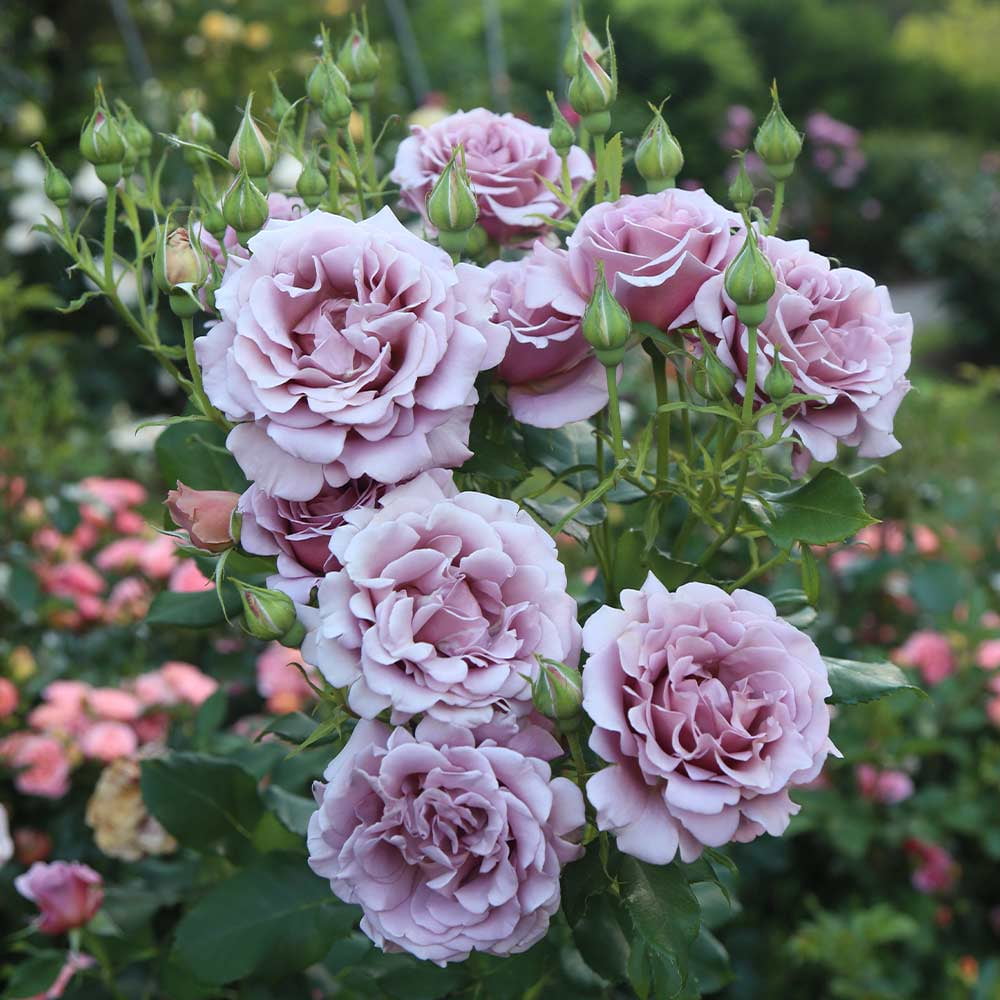 Heirloom Roses Rose Bush - The Koko Loko Floribunda Plant , Live Plants For Outdoors , Own Root Rose Bushes For Planting , One Gallon Potted Outdoor Flower Plants