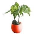thumbnail image 4 of Mini Colourful  Plastic Plant Flower Pots Home Office Decor Planter, 4 of 4