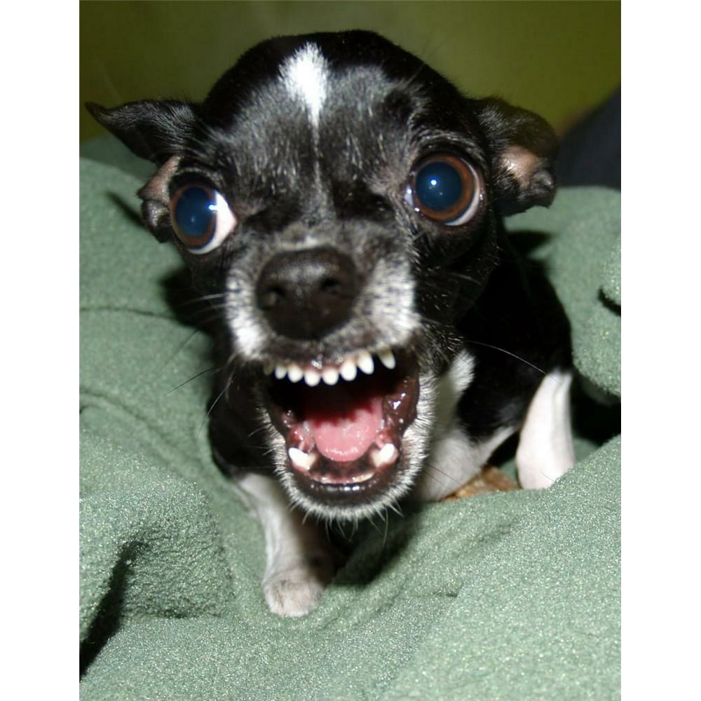 PeelnStick Poster of Killer Chihuahua Angry Mad Funny Cute Dog Puppy