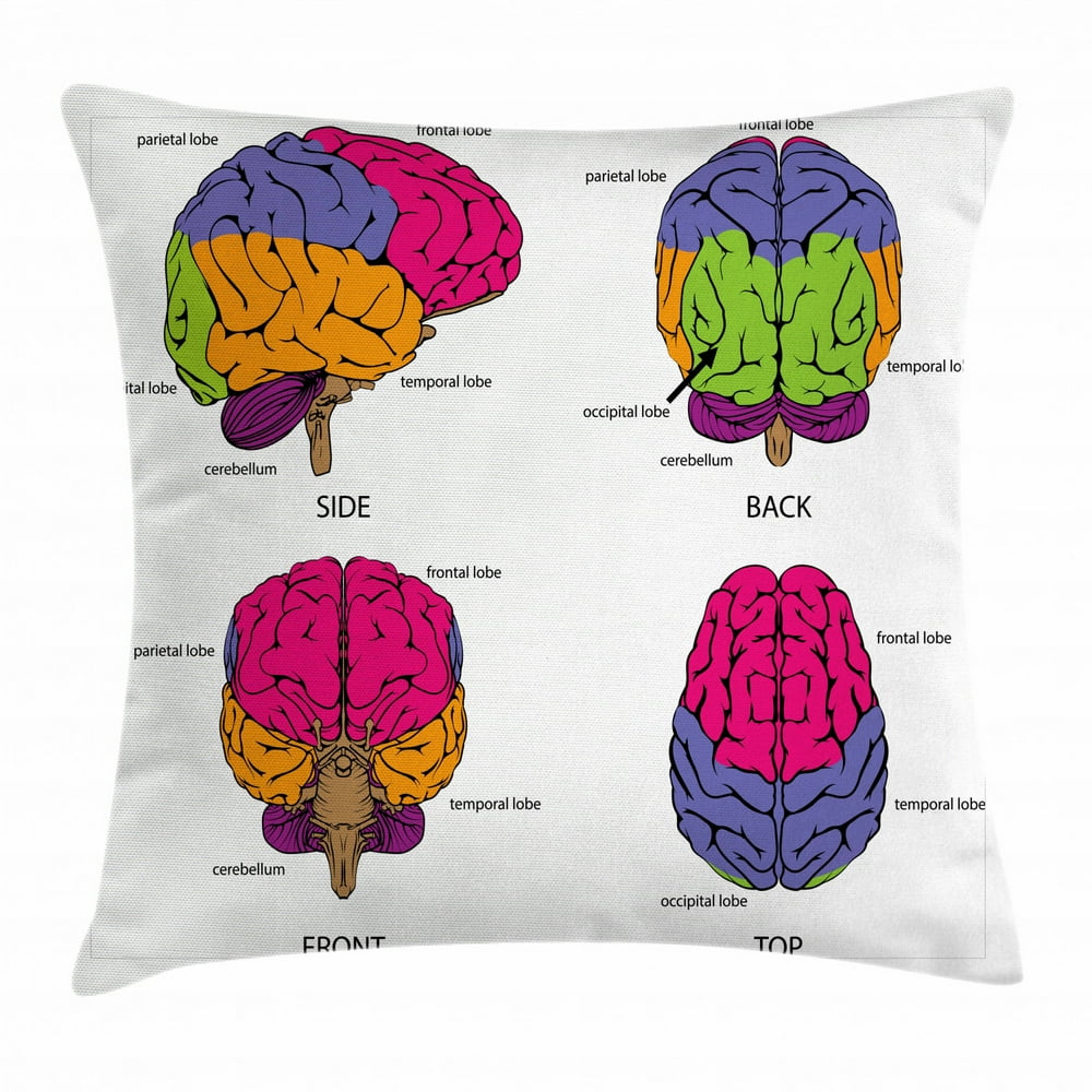 Educational Throw Pillow Cushion Cover, Human Brain from All Sides with