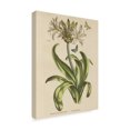thumbnail image 2 of Trademark Fine Art 'Herbal Botany XX Butterfly Crop' Canvas Art by Wild Apple Portfolio, 2 of 3