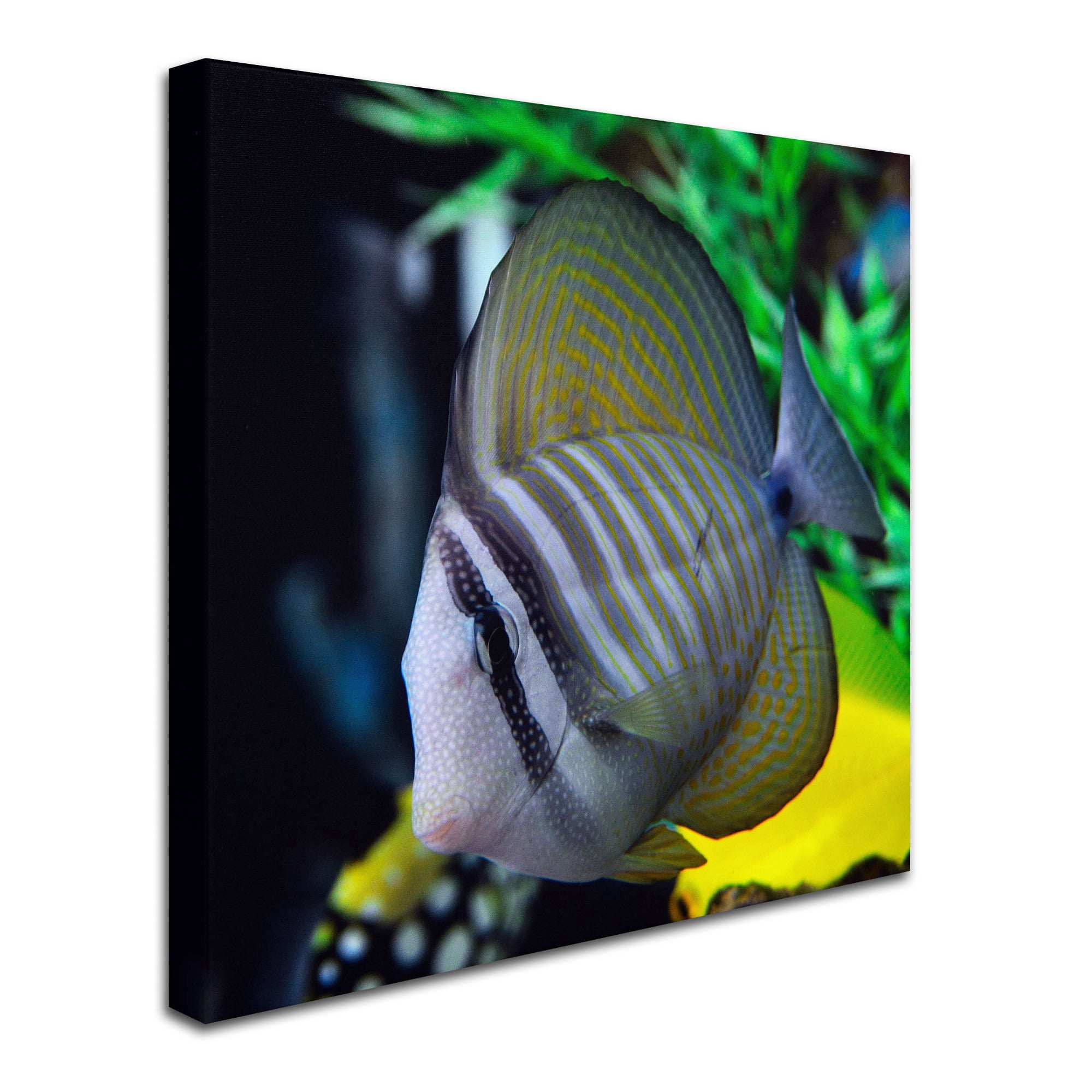 Trademark Fine Art "Tropical Fish 2" Canvas Art by Kurt Shaffer