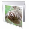 3dRose Brown-Throated Sloth wildlife, Corcovado Costa Rica - SA22 JGS0017 - Jim Goldstein, Greeting Cards, 6 x 6 inches, set of 6
