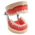 thumbnail image 5 of Modelo Dental modelo de dientes modelo de enseñanza Dental modelo estándar con 32 dientes atornillados demostración goma dura suave 28 24 dientes, 5 of 5