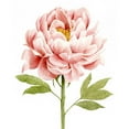 thumbnail image 3 of Popp, Grace 20x24 Black Modern Framed Museum Art Print Titled - Watercolor Peony II, 3 of 5