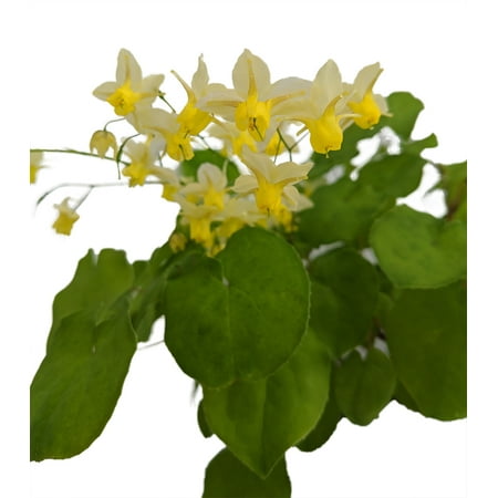Sulphureum Barrenroot Perennial - Epimedium - Shade - Live Plant - Gallon (Best Hanging Plants For Shade)
