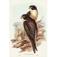 thumbnail image 2 of Gould, John 23x32 Black Ornate Wood Framed with Double Matting Museum Art Print Titled - Black-cheeked Falcon-Falco melanogenys, 2 of 4