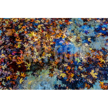 Bright Beautiful Fall Foliage Floating in a Clear Creek from Stunning Maple Trees in Lost Maples St Print Wall Art By Richard A