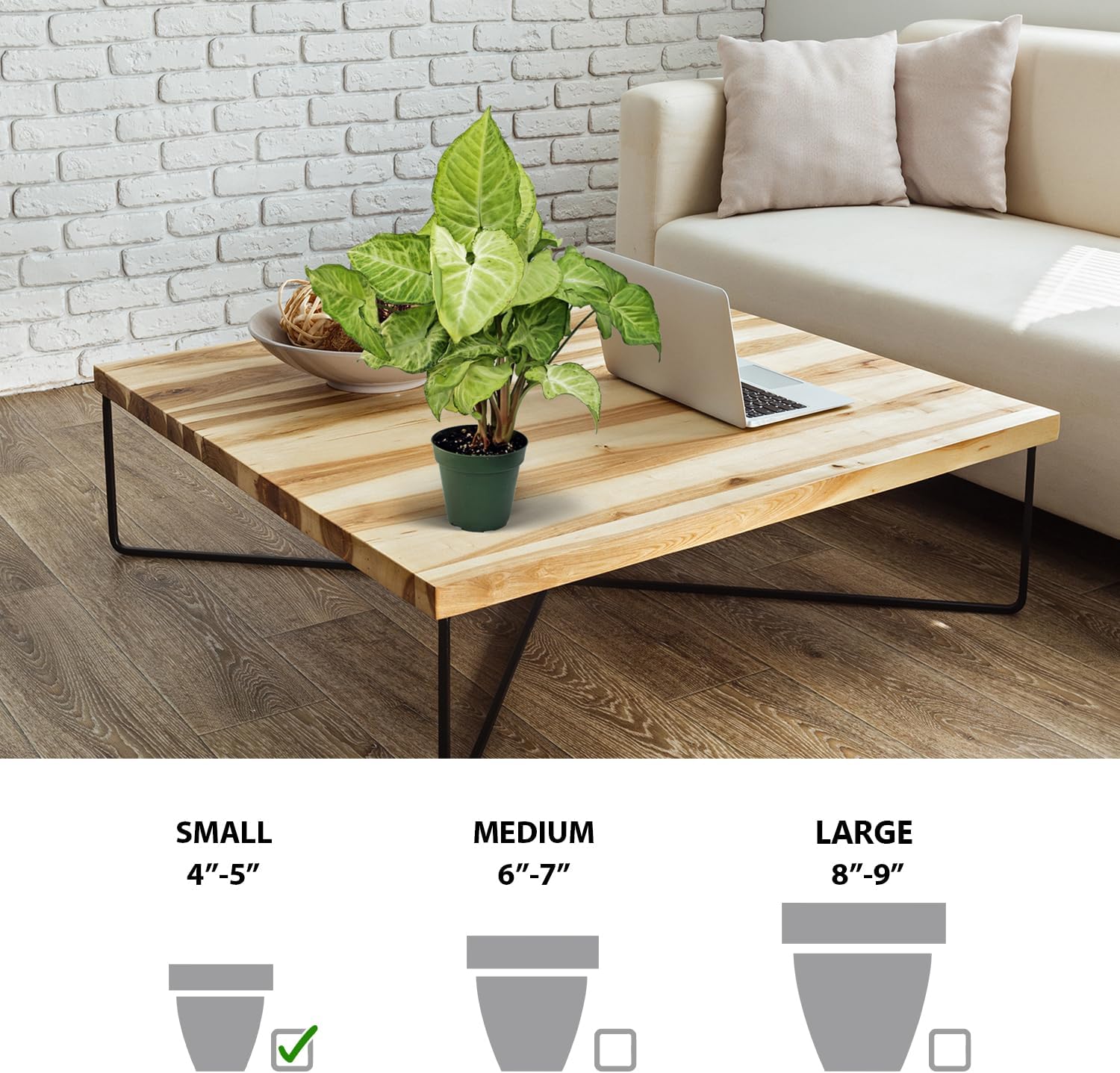 Live Combo Syngonium Arrowhead White Butterfly & Maria Allusion, Christmas Gift for Co-Worker, Housewarming Gift, Fully Rooted Indoor Plant, Healthy Houseplants in 4" Pots