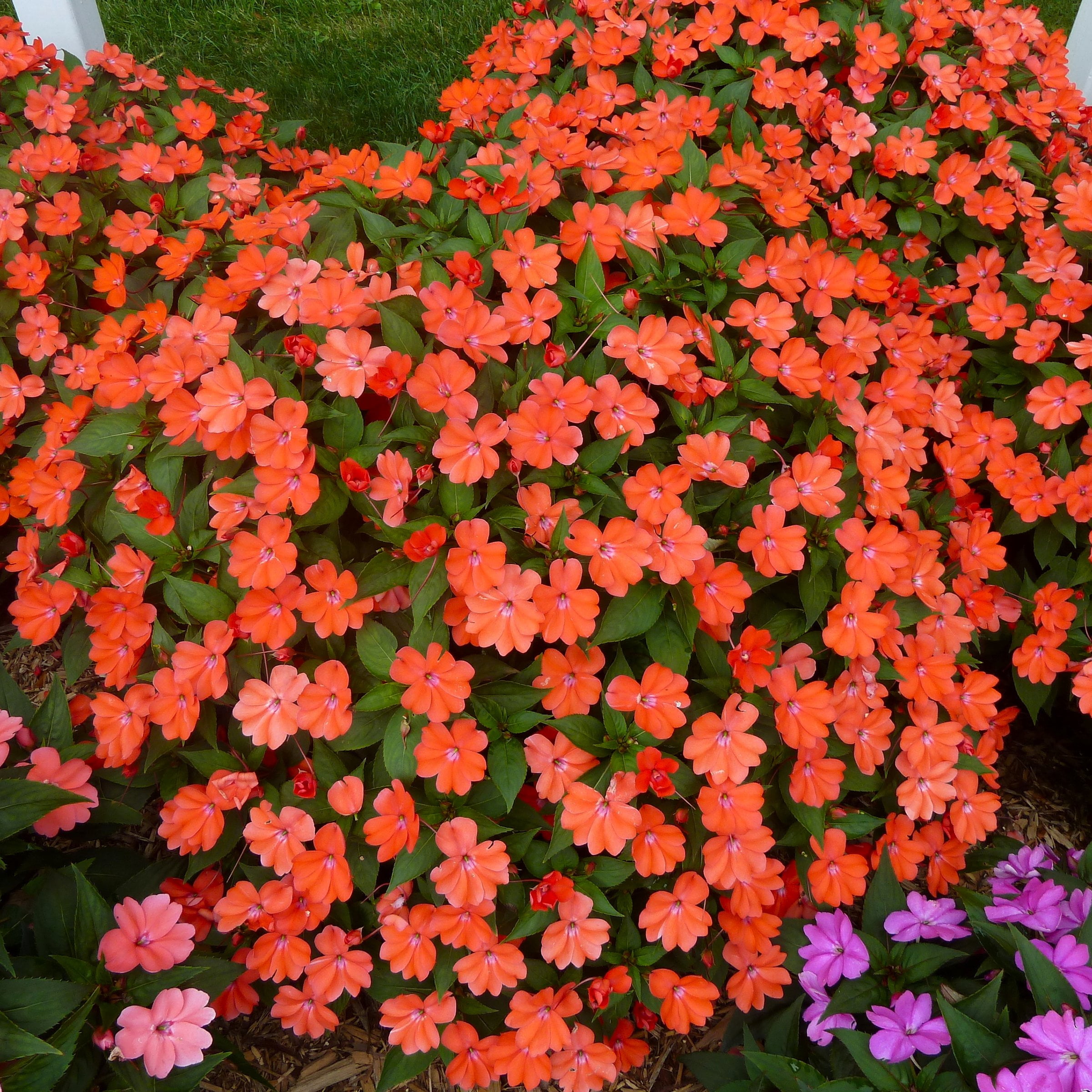 2.5 in. Sunpatiens Vigorous Corona Live Annual Plant with Orange-Red Flowers (6-Pack)