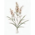 thumbnail image 3 of Swatland, Sally 12x14 Black Modern Framed Museum Art Print Titled - Dainty Botanical I, 3 of 5