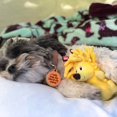 thumbnail image 3 of Juguete de peluche para perros Snuggle Puppy Tender-Tuffs Tiny Yellow, 3 of 8