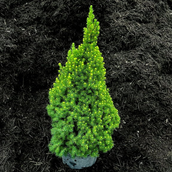 Expert Gardener 2.5QT Alberta Dwarf Spruce Evergreen Live Shrubs Full Sun Green