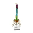thumbnail image 1 of Modelo de de vertebral de la de estudio masculino Estatua de la de la médula espinal Modelo del esqueleto humano Flexible para la, 1 of 9