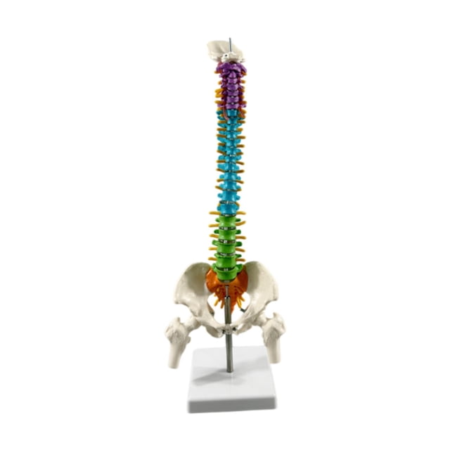 Modelo de de vertebral de la de estudio masculino Estatua de la de la médula espinal Modelo del esqueleto humano Flexible para la