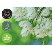 Tea Tree Australia Essential Oil - 1 fl oz (30 ml) Glass Bottle w/ Euro Dropper - 100% Pure Essential Oil by GreenHealth