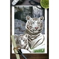 thumbnail image 3 of White Tigers (9x12 Wall Art Print, Home Decor), 3 of 3