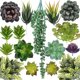 thumbnail image 1 of Bewildely Suculentas falsas, accesorios para fotos, plantas decorativas simuladas, bonsái, decoraciones para el hogar, patios, césped, maceta, SET0836 Flores artificiales SET0836 Bewildely HA060204-01B, 1 of 6