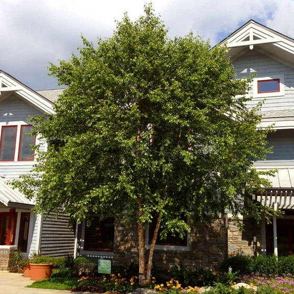 Brighter Blooms - Dura Heat® River Birch, 4-5 ft. - No Shipping to AK, AZ, HI, OR