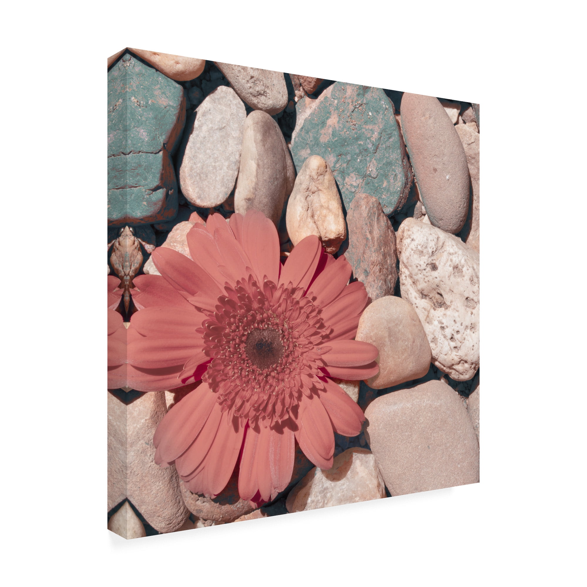 Trademark Fine Art 'Stone Crop I' Canvas Art by Jason Johnson