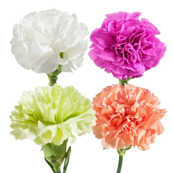 Assorted Carnations - Fresh Cut - 100 Stems
