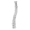 thumbnail image 4 of Vision Scientific Full Size Disarticulated Human Skeleton, 4 of 6