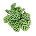 thumbnail image 3 of Calathea Burle Marx (4"+ Plastic Pot) - Easy to Care Houseplant for Beginners - Best Houseplant for Home Decoration, 3 of 6