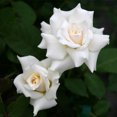 thumbnail image 2 of Heirloom Roses Rose Bush - Pascali® White Hybrid Tea , Live Rose Plant, 2 of 3
