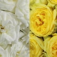 thumbnail image 5 of Bloomingmore Fresh Cut 36-Count White Roses, Premium-Quality Live Plants, 5 of 5