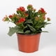 thumbnail image 1 of planta natural kalanchoe 40 x 30 cm con maceta de plástico, 1 of 5