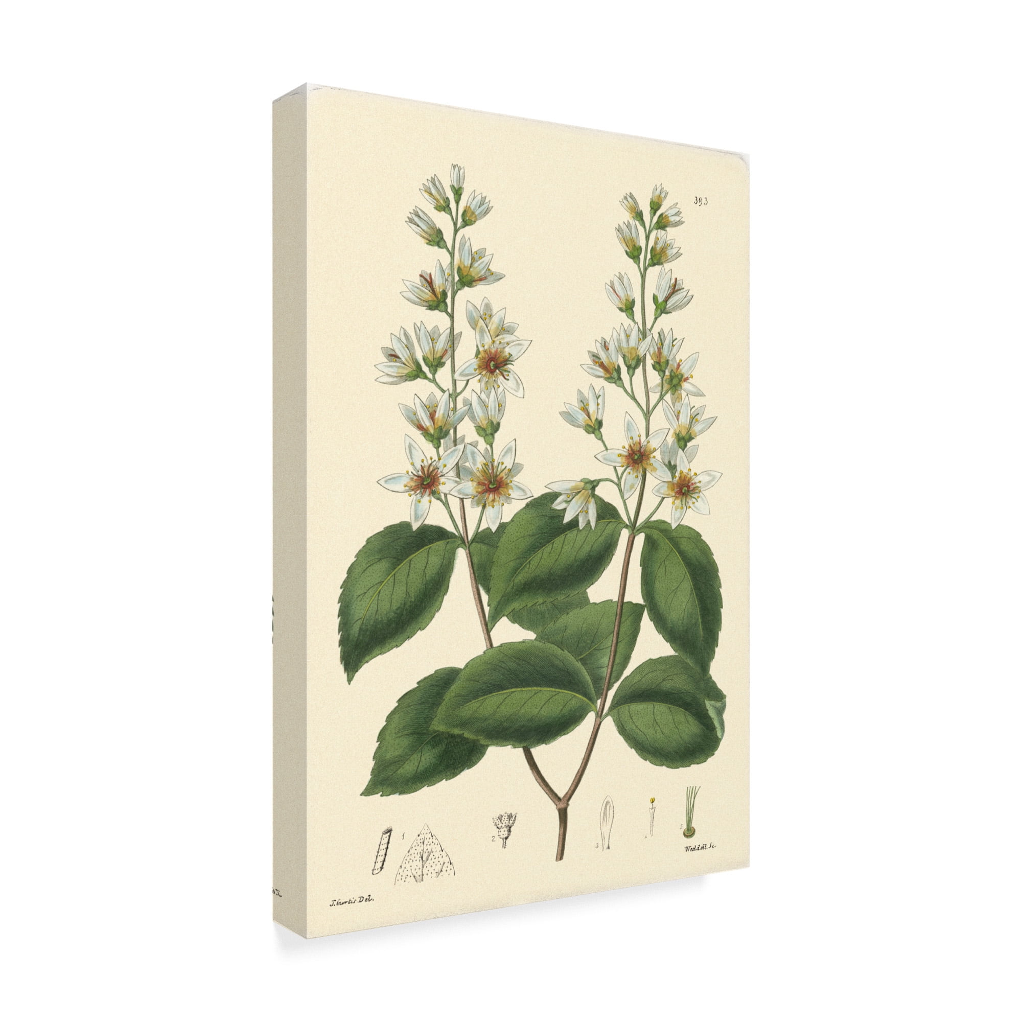 Trademark Fine Art 'White Curtis Botanical II' Canvas Art by Vision Studio