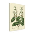 thumbnail image 2 of Trademark Fine Art 'White Curtis Botanical II' Canvas Art by Vision Studio, 2 of 4