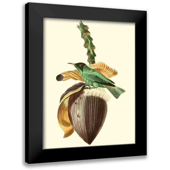 Cuvier, Georges 12x14 Black Modern Framed Museum Art Print Titled - Cuvier Exotic Birds VIII