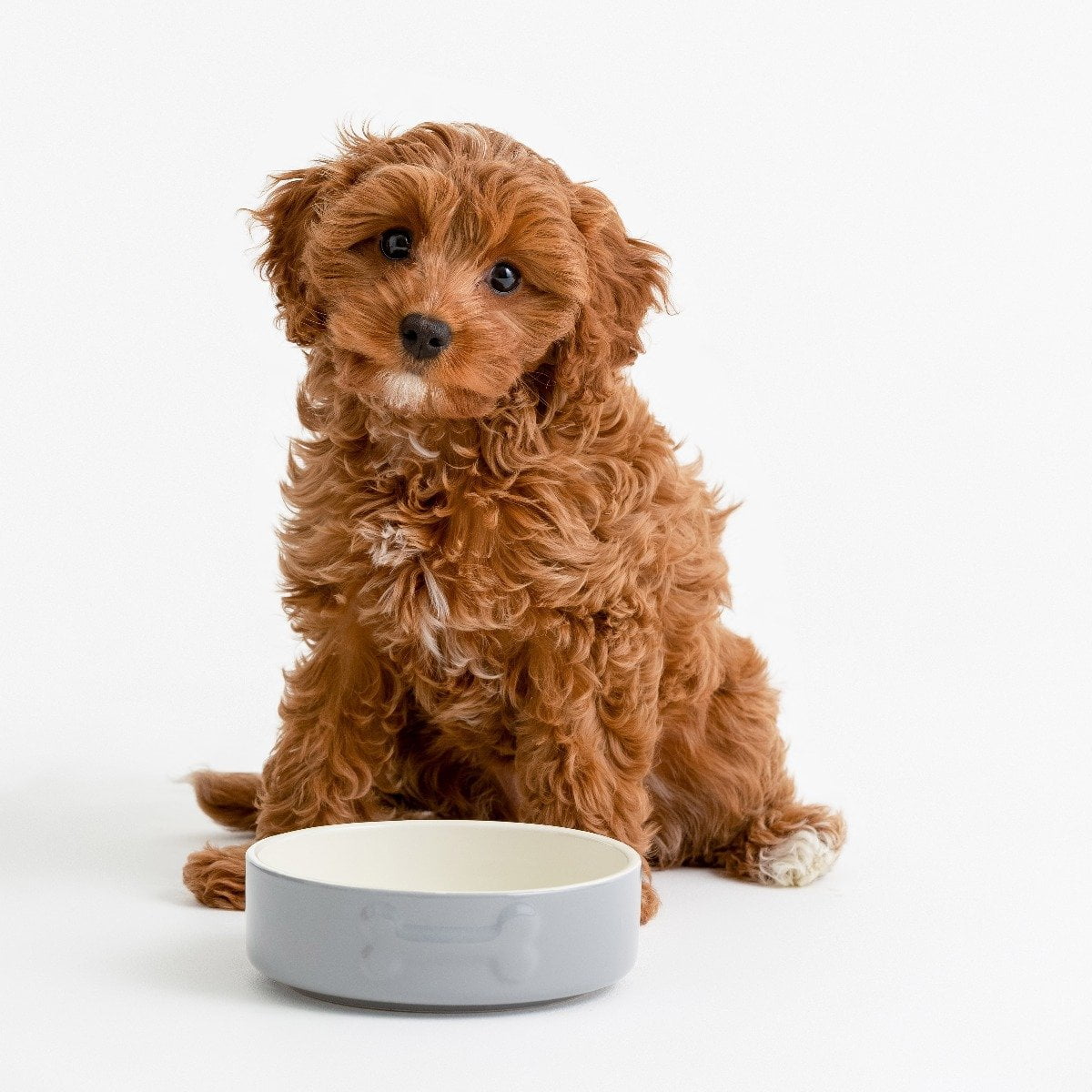 Mason Cash Ceramic Dog Bowl, 15 cm