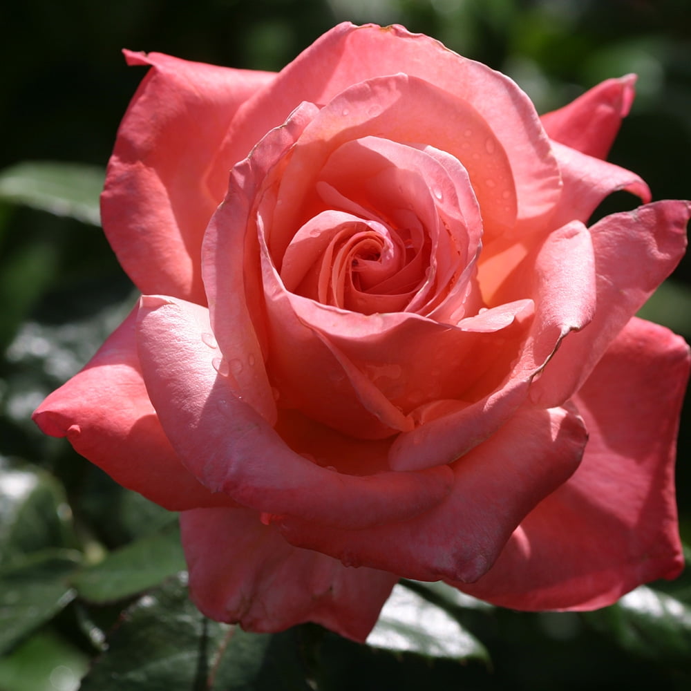 Heirloom Roses Silver Jubilee® Hybrid Tea Rose Plant Live Rose