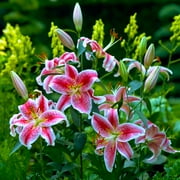 Stargazer Lilies Flower Bulbs Super Pack - 15 Bulbs per Pack - Pleasantly Scented - Attracts Butterflies and Hummingbirds - Good as Cut Flowers - Grows Well In Containers - Perennializing Garden