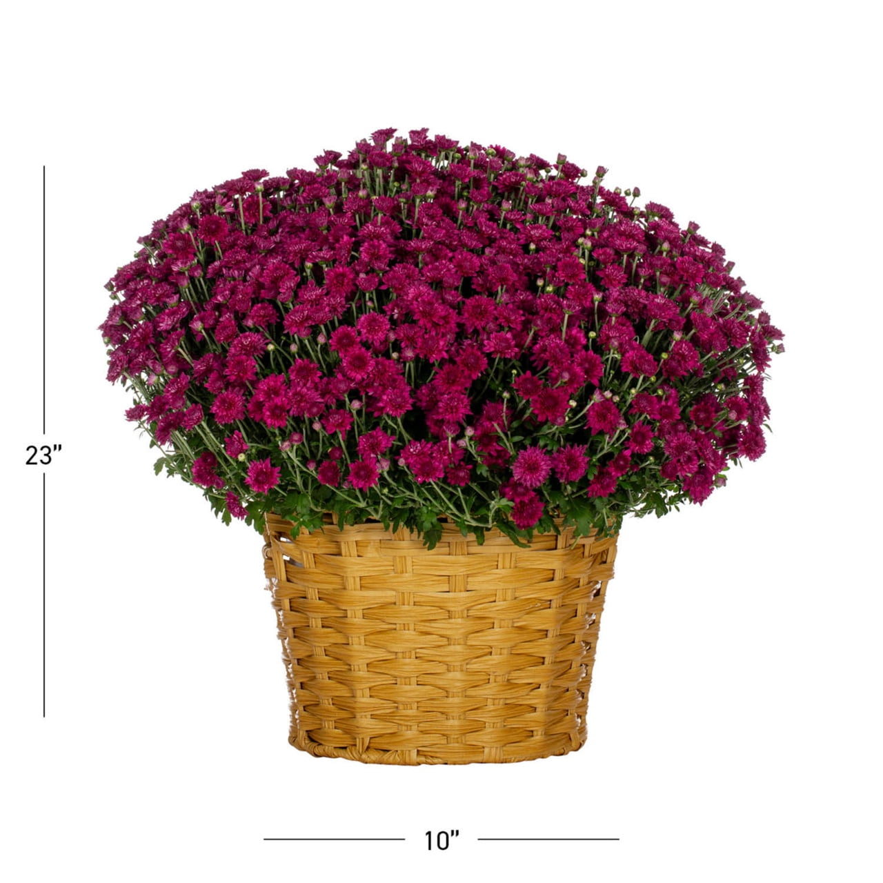 Better Homes & Gardens 2.5G Pink Garden Chrysanthemum Plant Decorative Basket Sun