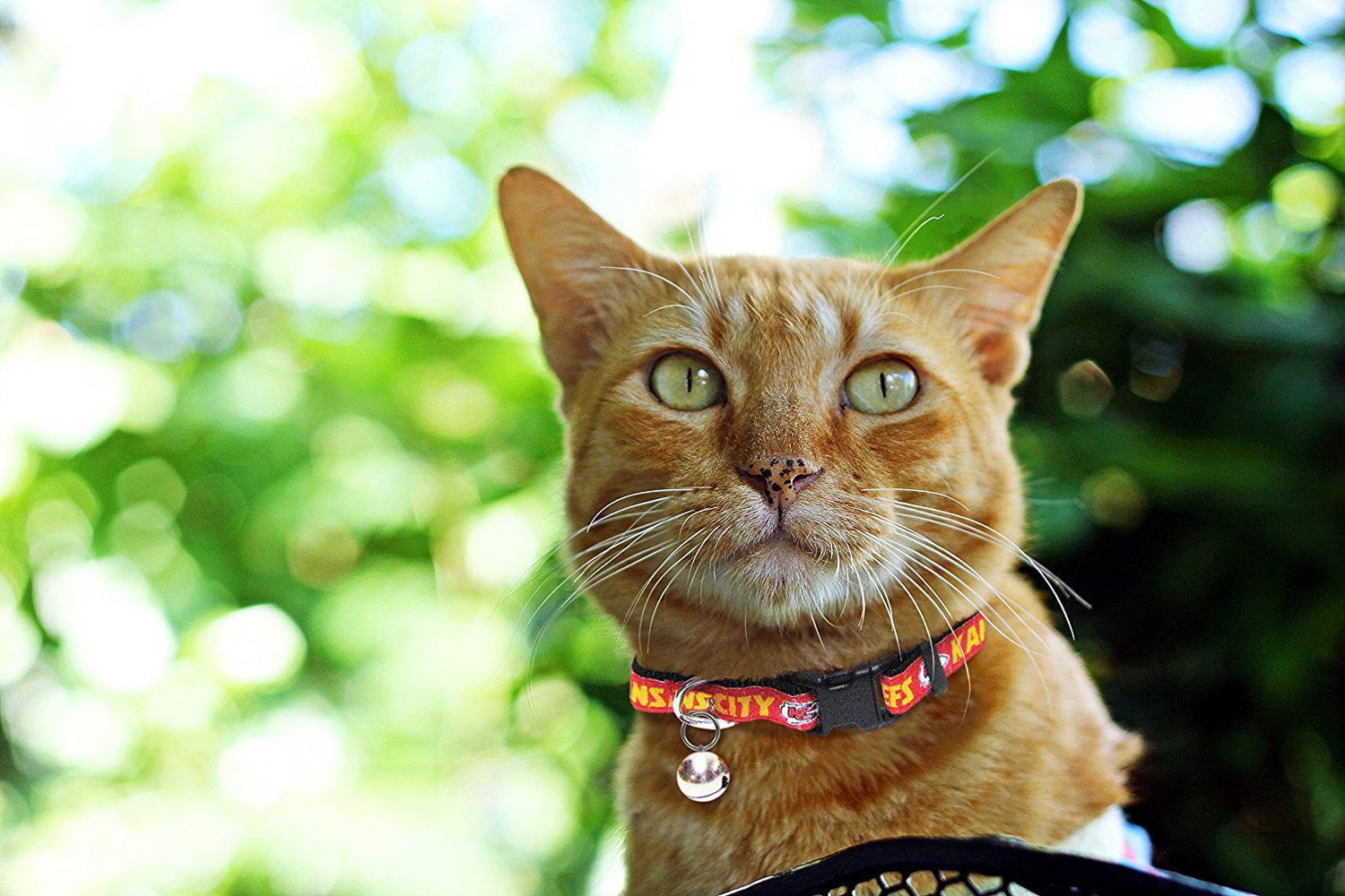 Pets First St. Louis Blues Cat Collar, cat Collars